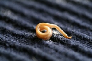 hakenwurm macro